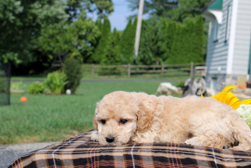 puppy, for, sale, Mini Goldendoodle F1, Matthew B. Stoltzfus, dog, breeder, Gap, PA, dog-breeder, puppy-for-sale, forsale, nearby, find, puppyfind, locator, puppylocator, aca